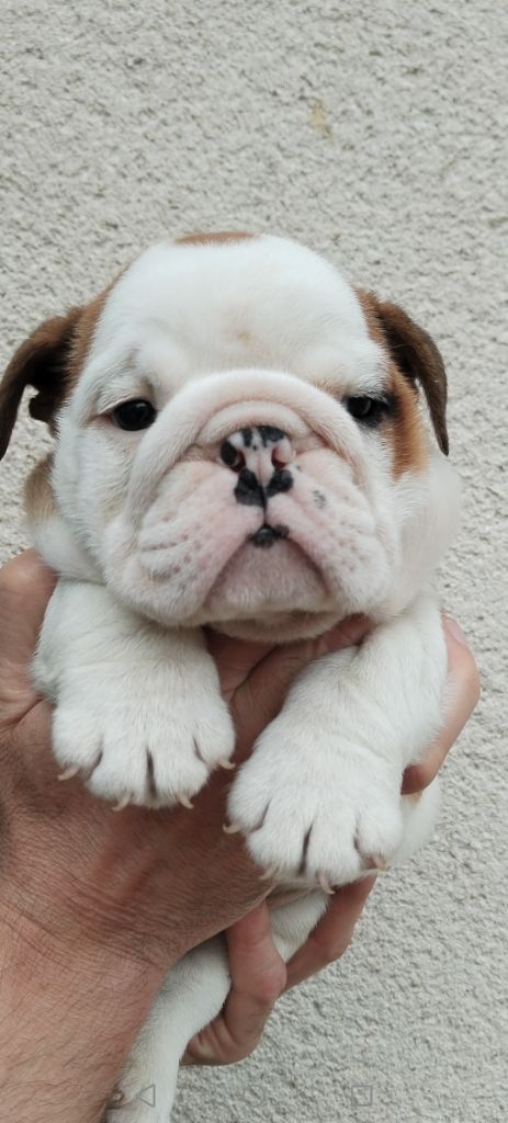 Des Bulls De L'Anjoa - Chiot disponible  - Bulldog Anglais